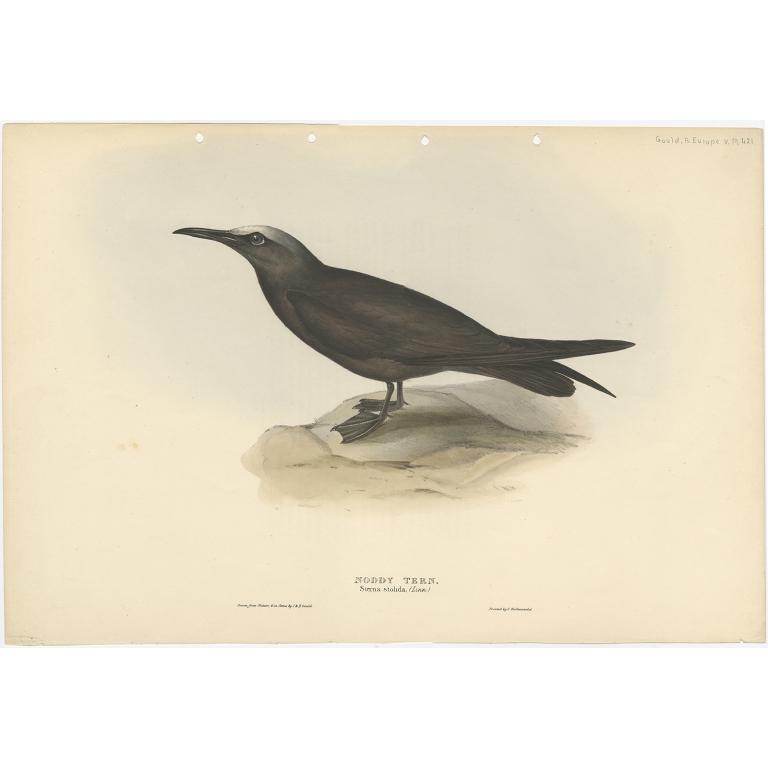 Noddy Tern - Gould (1832)