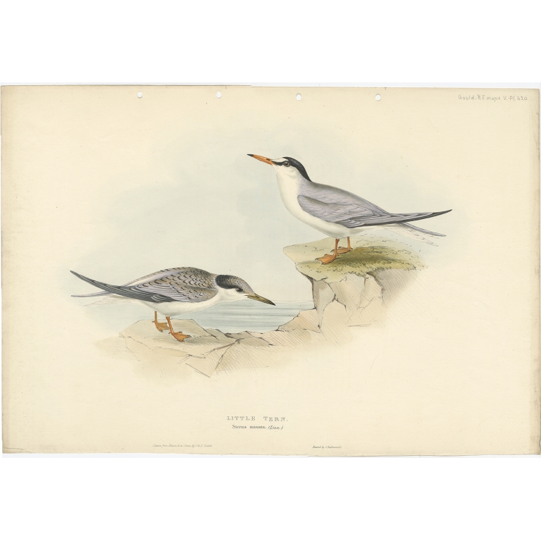 Little Tern - Gould (1832)