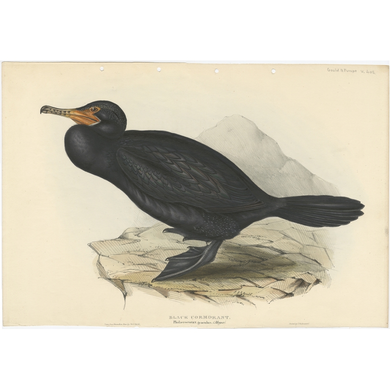 Black Cormorant - Gould (1832)