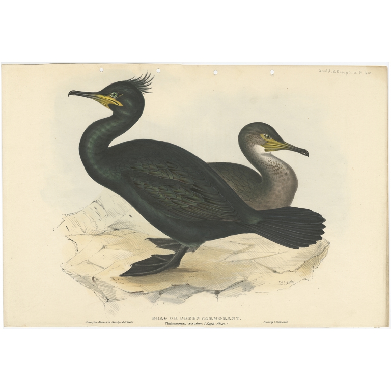 Shag or Green Cormorant - Gould (1832)