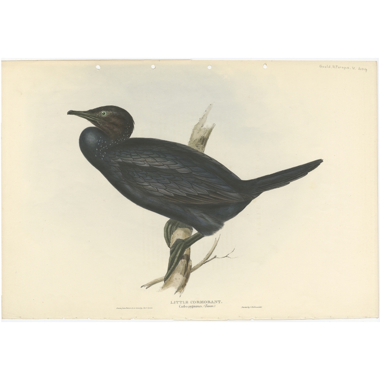 Little Cormorant - Gould (1832)