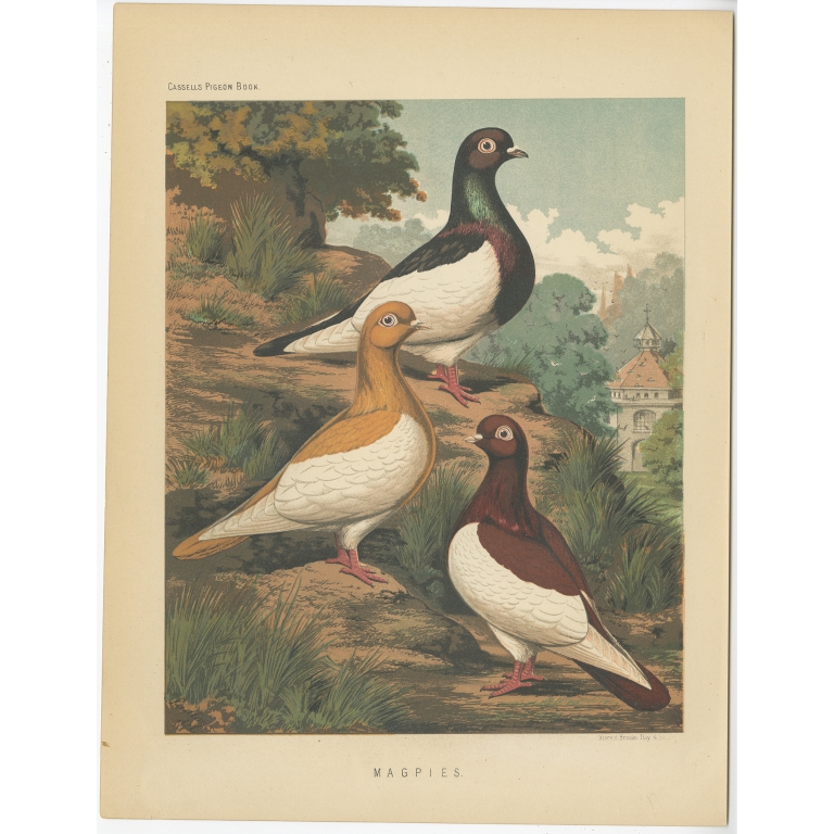 Magpies - Cassell (1874)