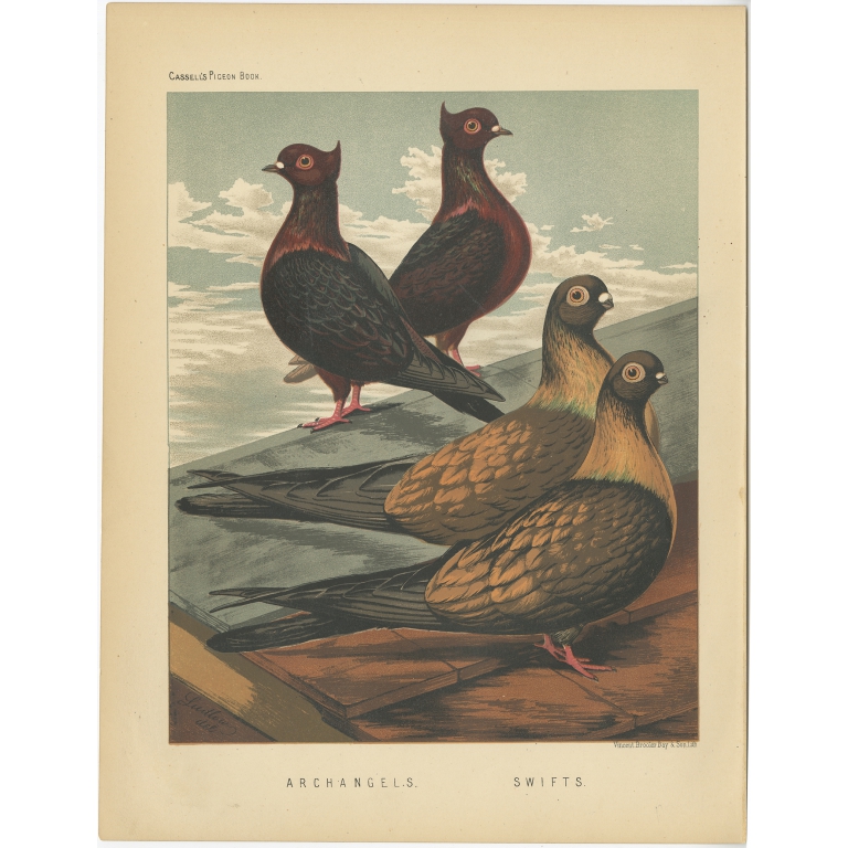 Archangels. Swifts - Cassell (1874)