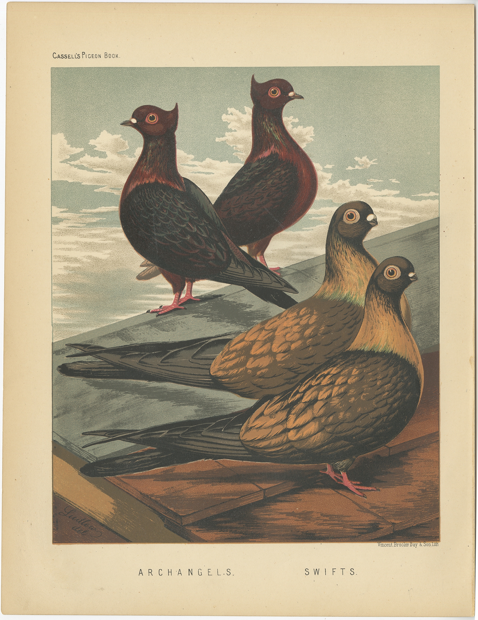 Swifts - Cassell (1874)