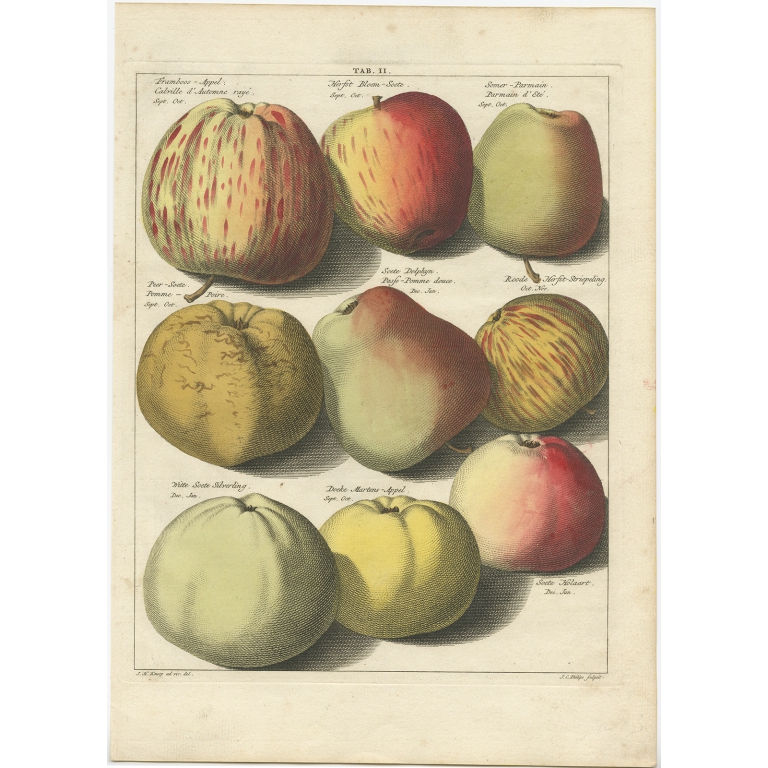 Tab. II Apples - Knoop (1758)