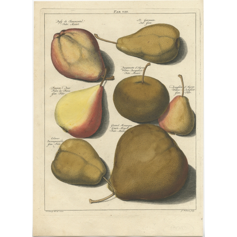 Tab. VIII Pears - Knoop (1758)