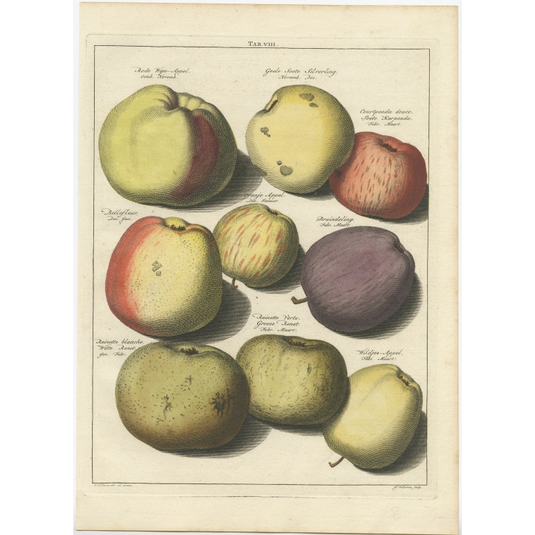 Tab. VIII Apples - Knoop (1758)