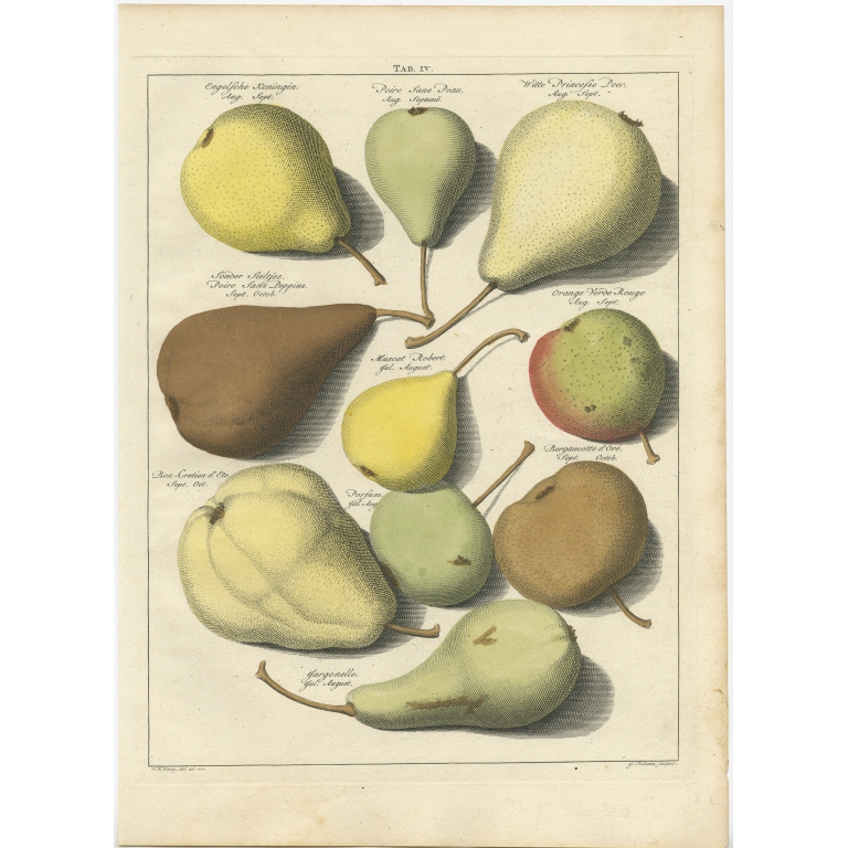 Tab. IV Pears - Knoop (1758)