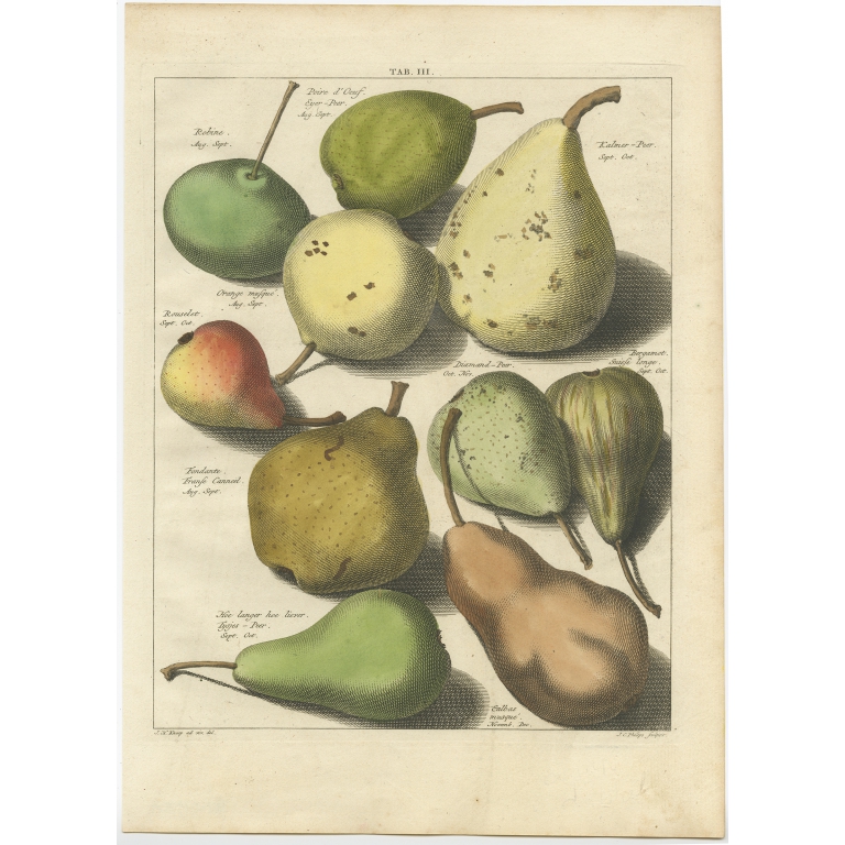 Tab. III Pears - Knoop (1758)