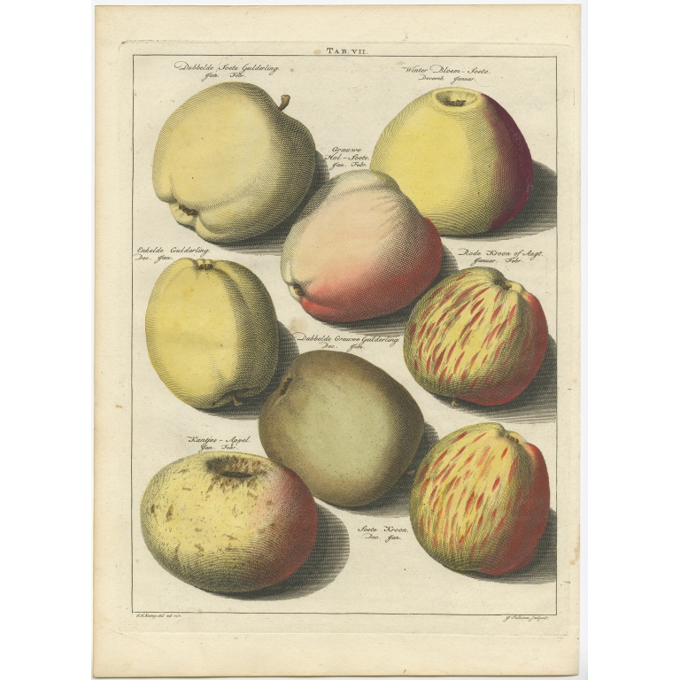 Tab. VII Apples - Knoop (1758)