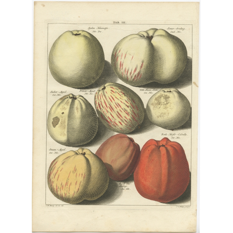 Tab. III Apples - Knoop (1758)