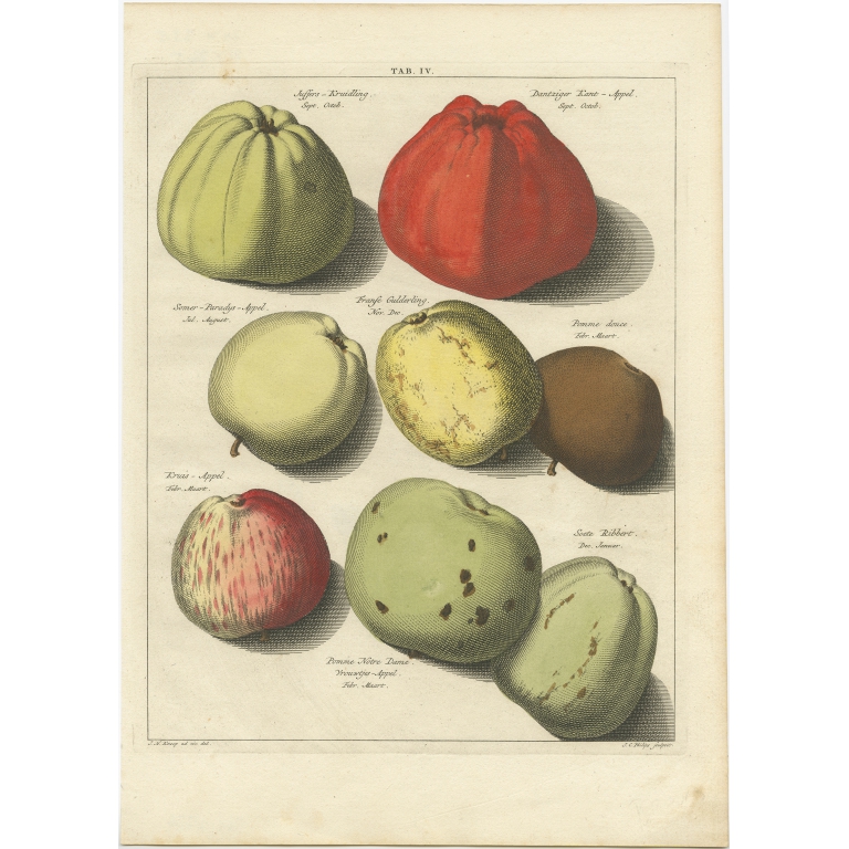 Tab. IV Apples - Knoop (1758)