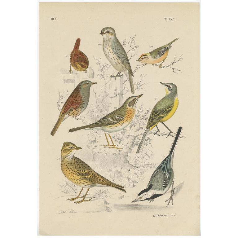 Pl. XXIV Untitled Bird Print - Nuyens (1886)