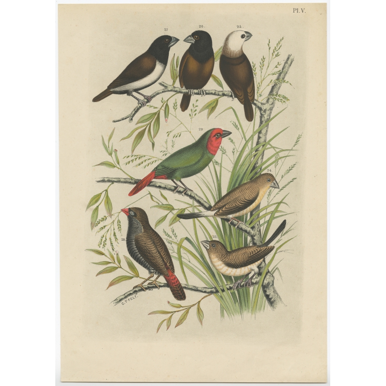 Pl. V Untitled Bird Print - Nuyens (1886)