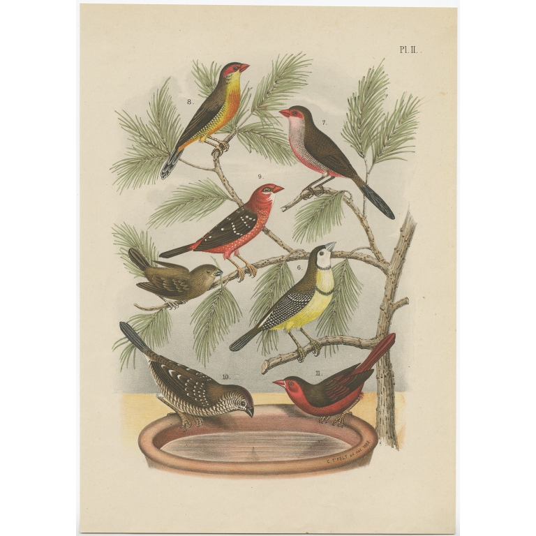 Pl. II Untitled Bird Print - Nuyens (1886)