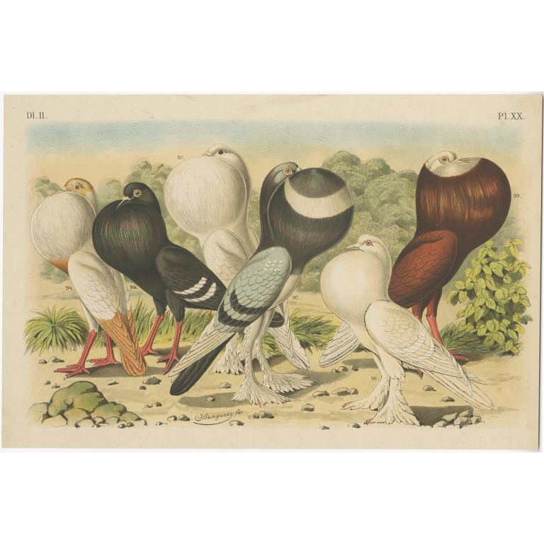 Pl. XX dl. II Untitled Bird Print - Nuyens (1886)