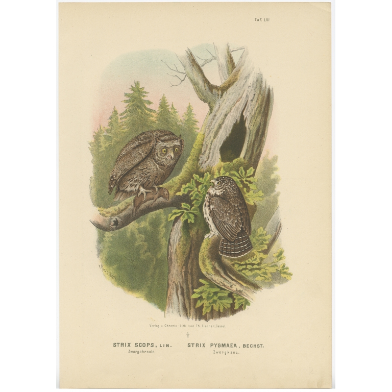 Taf. LIII Strix Scops, Strix Pygmea - Von Riesenthal (1894)