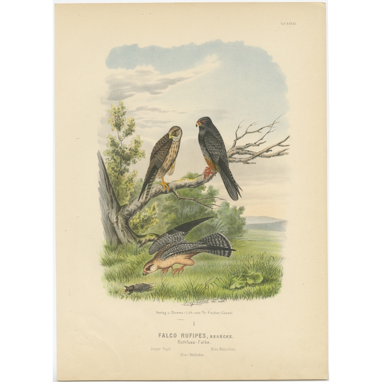 Taf. XXXIII Falco Rufipes - Von Riesenthal (1894)