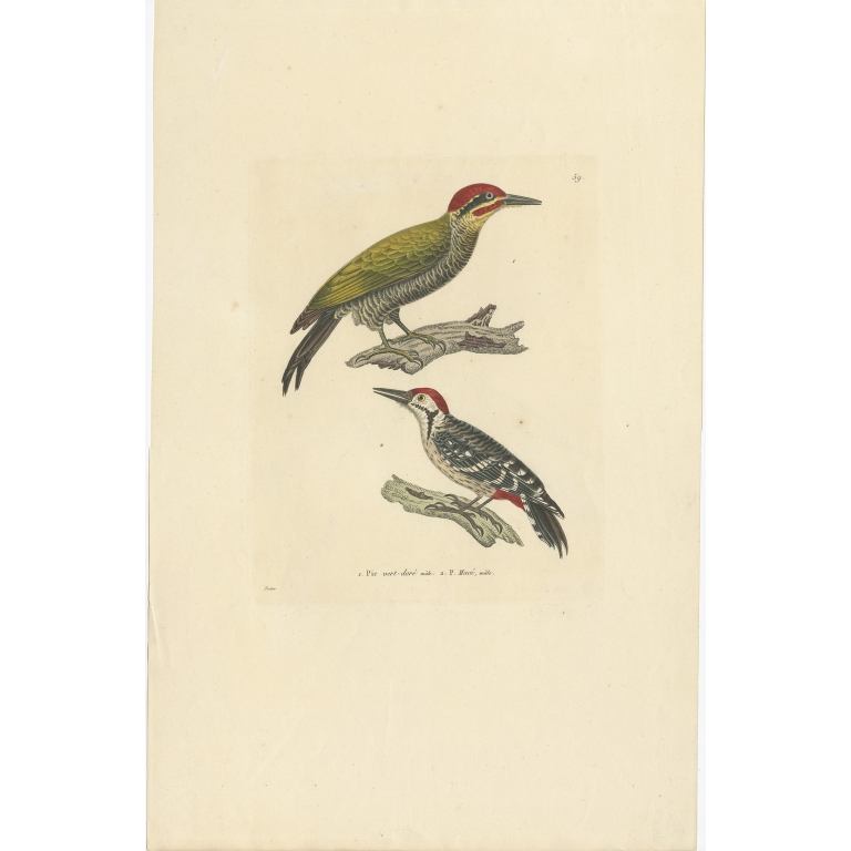 Pic vert-doré (..) -Temminck (1838)