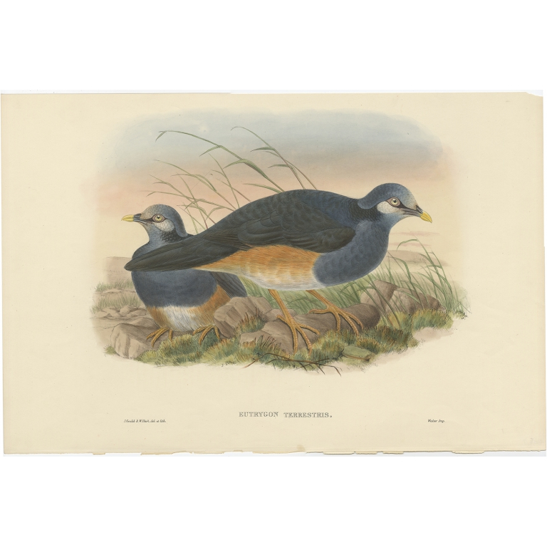 Eutrygon Terrestris - Gould (c.1875)