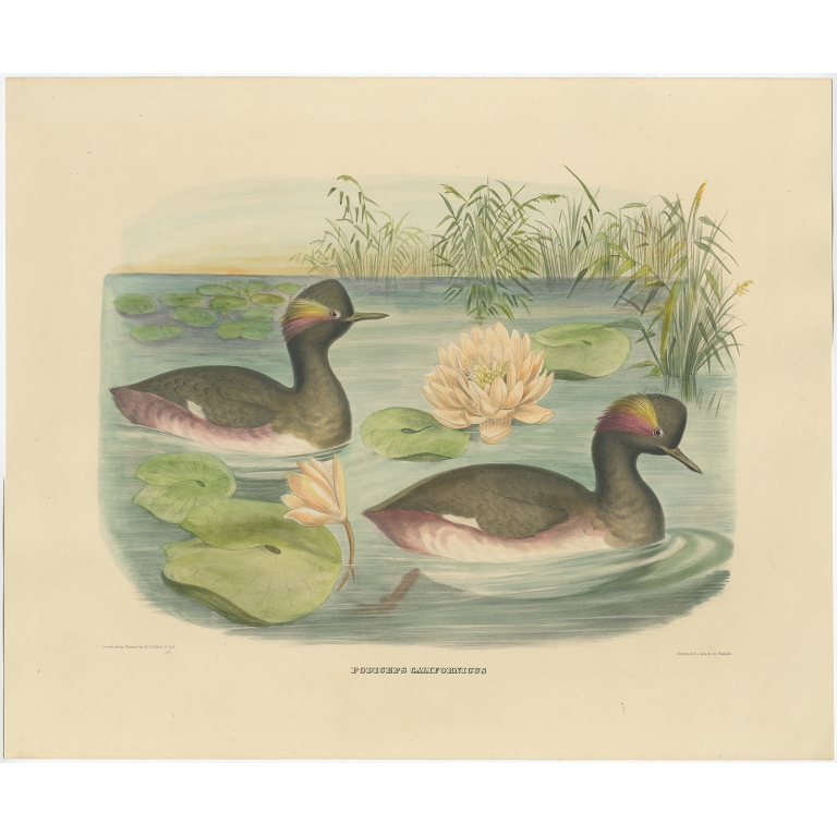 Podiceps Californicus - Elliot (1869)