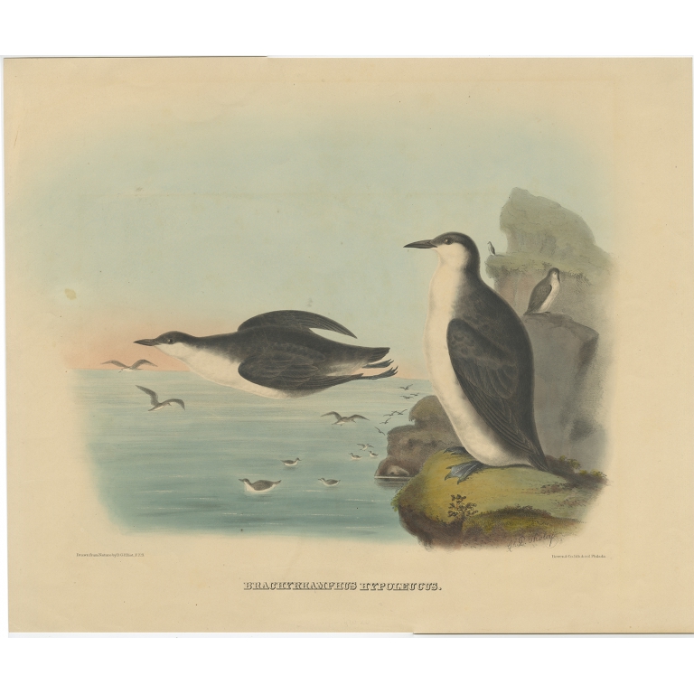 Brachyrhamphus Hypoleucus - Elliot (1869)