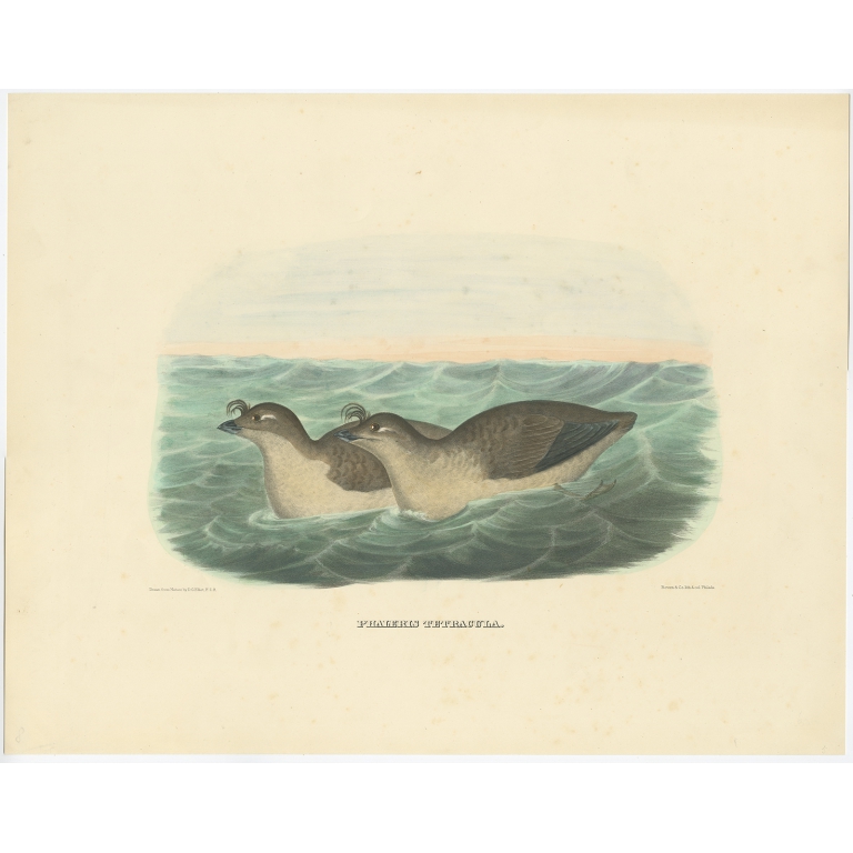 Phaleris Tetracula - Elliot (1869)