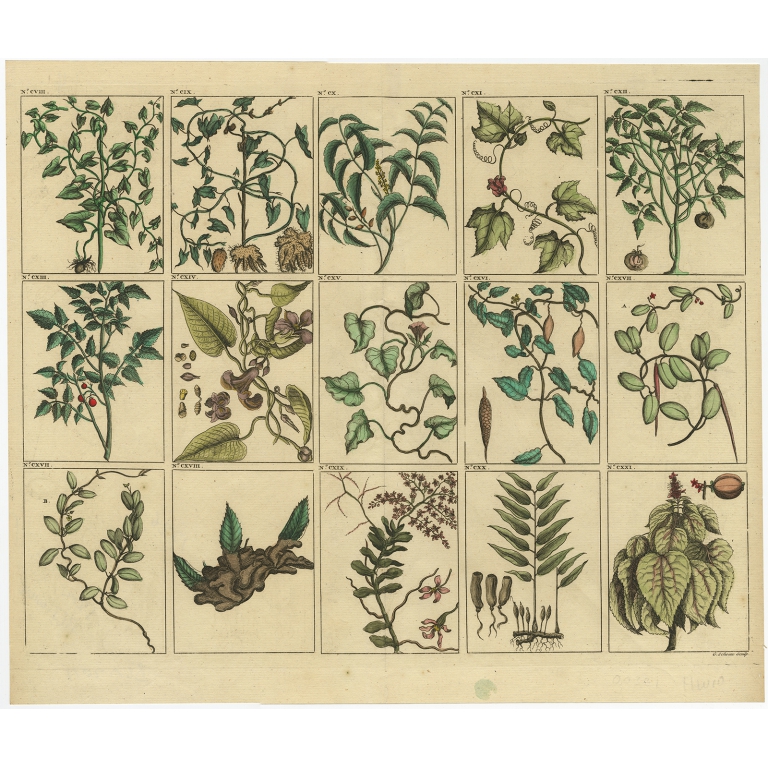 Untitled Print of Various Plants by Valentijn (1726)