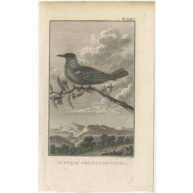 De Poij- of Orlietten-Vogel - Cook (1803)