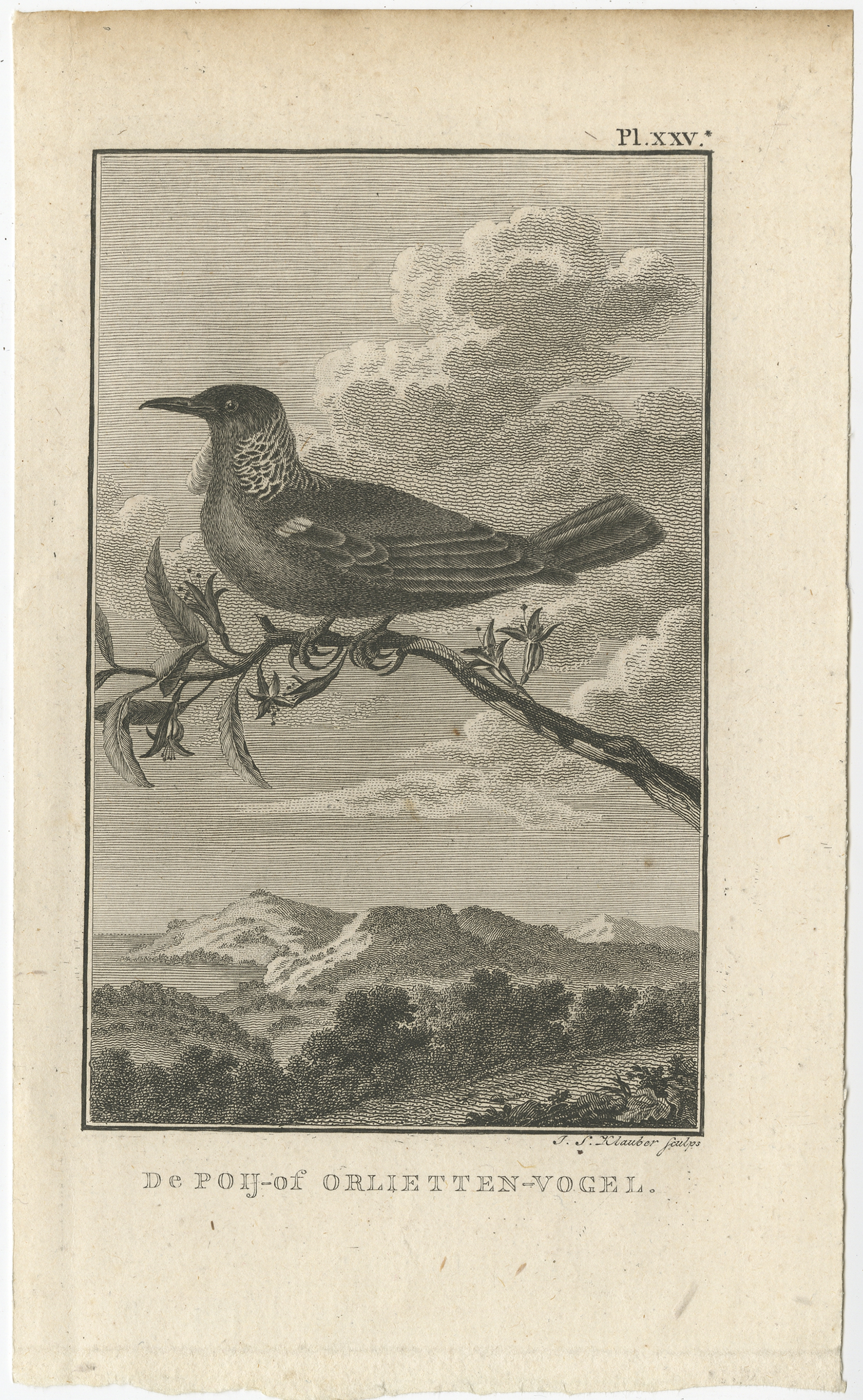 De Poij- of Orlietten-Vogel - Cook (1803)