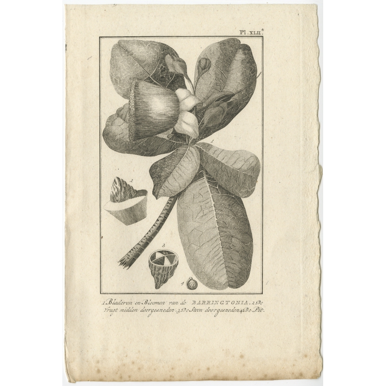 Bladeren en Bloemen van de Barringtonia (..) - Cook (1803)