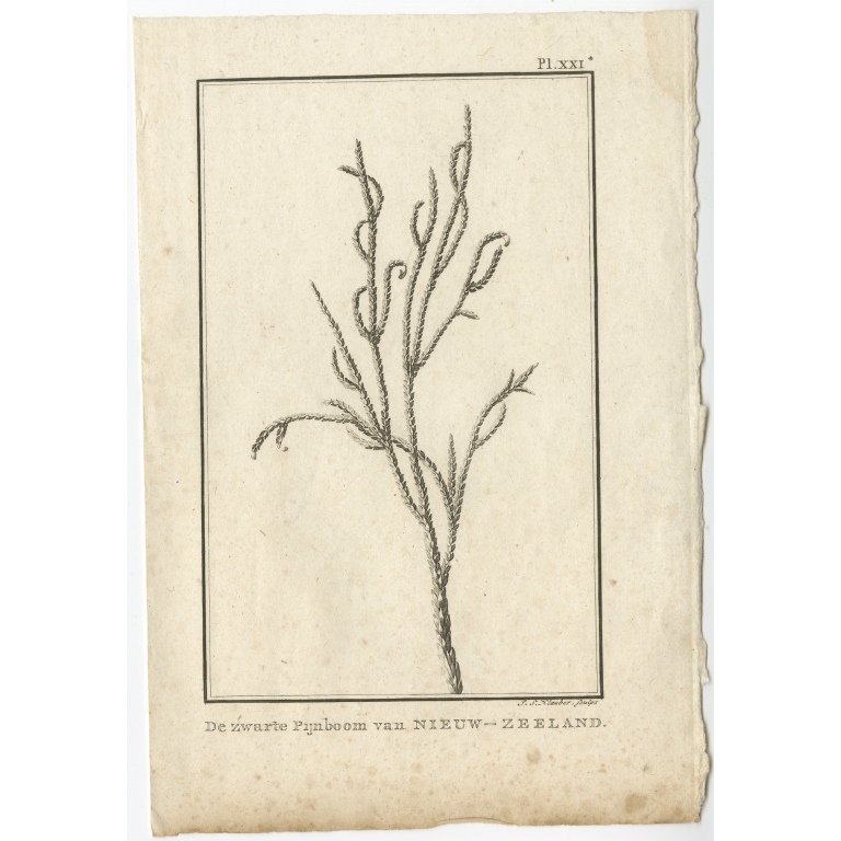 De zwarte Pijnboom (..) - Cook (1803)