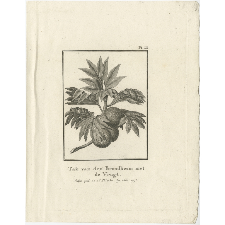 Tak van den Broodboom (..) - Cook (1803)