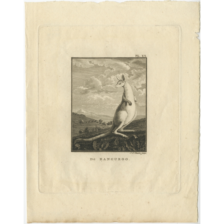 De Kanguroo - Cook (1803)