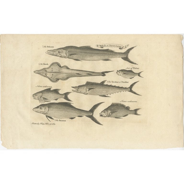 Fish at Sierra Leona - Salmon (c.1752)