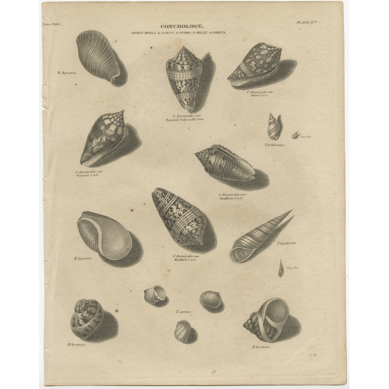 Conchology - Genus Bulla (..) - Rees (c.1820)