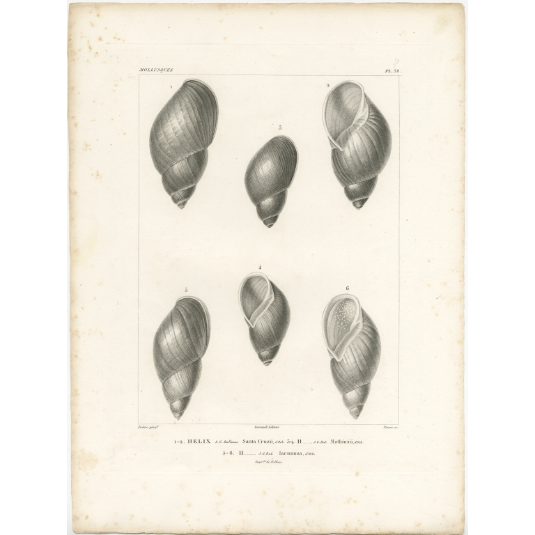 Mollusques Pl. 38 - Levrault (1846)