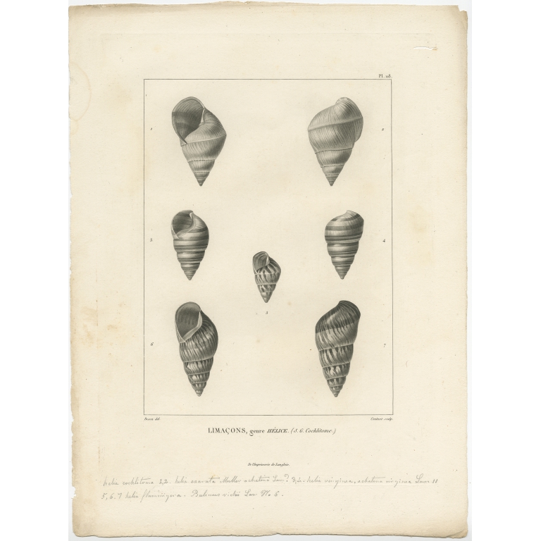 Pl. 118 Limacons, genre Hélice - Contant (1820)