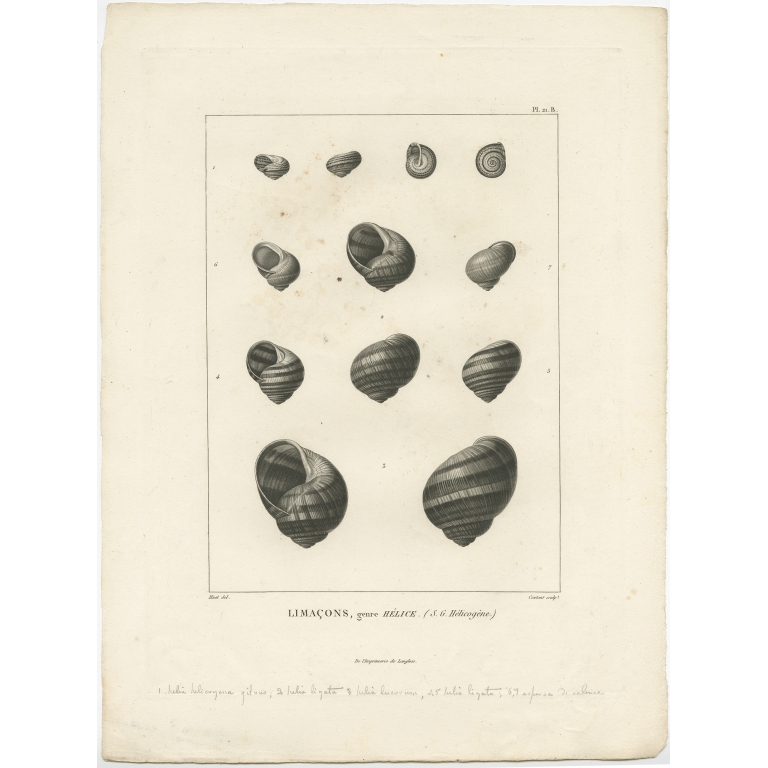 Pl. 21B Limacons, genre Hélice - Coutant (1820)