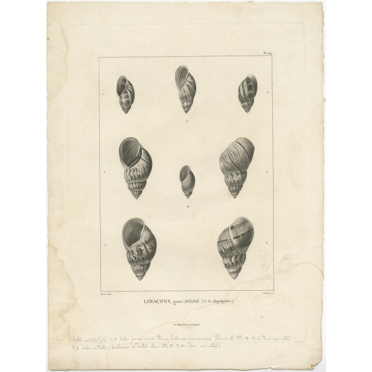 Pl. 114 Limacons, genre Hélice - Coutant (1820)