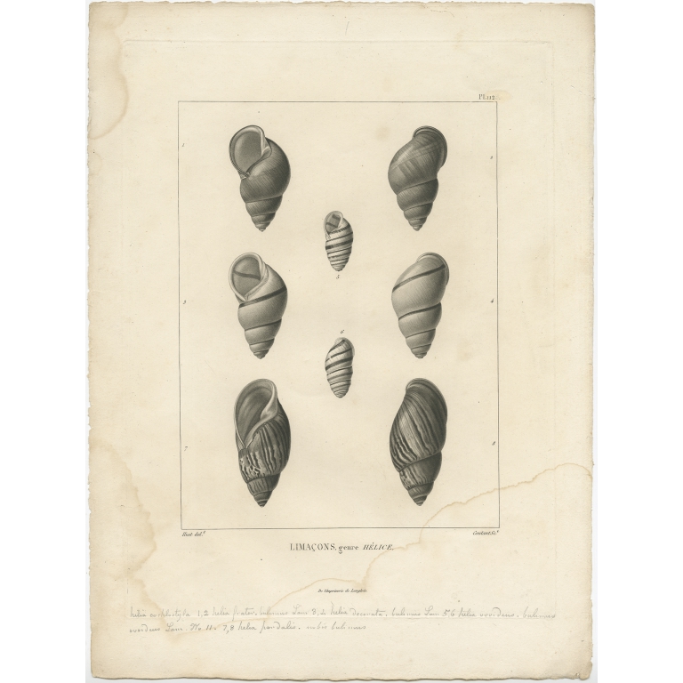 Pl. 112 Limacons, genre Hélice - Coutant (1820)