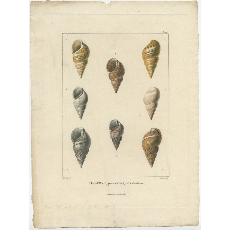 Pl. 121 Limacons, genre Hélice - Coutant (1820)