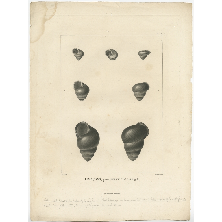 Pl. 108 Limacons, genre Hélice - Coutant (1820)