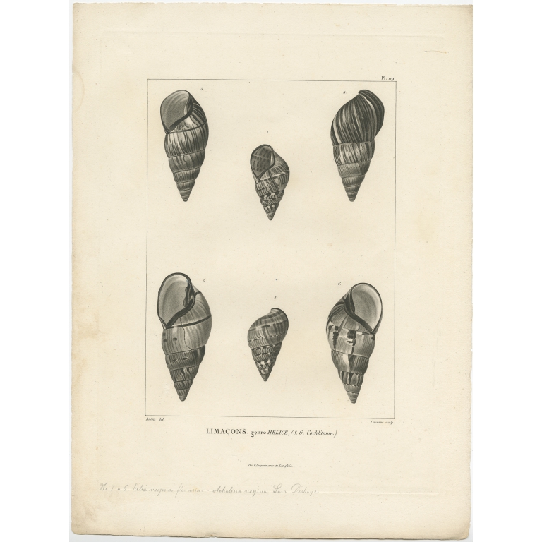 Pl. 119 Limacons, genre Hélice - Coutant (1820)