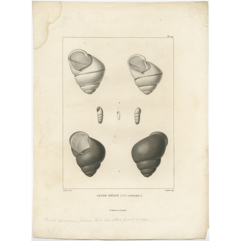 Pl. 109 Genre Hélice - Coutant (1820)