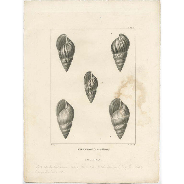 Pl. 141A Genre Hélice - Coutant (1820)