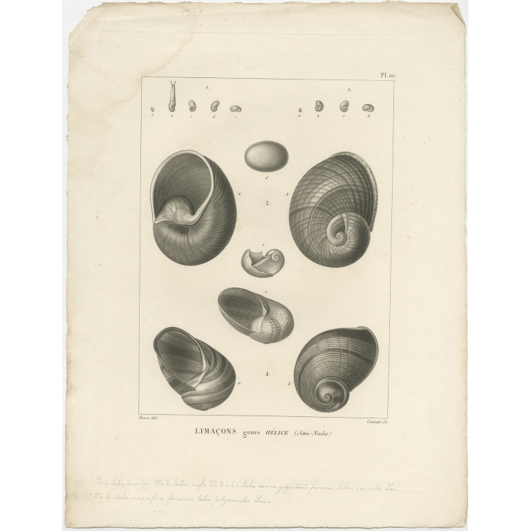 Pl. 10 Limacons, genre Hélice - Coutant (1820)