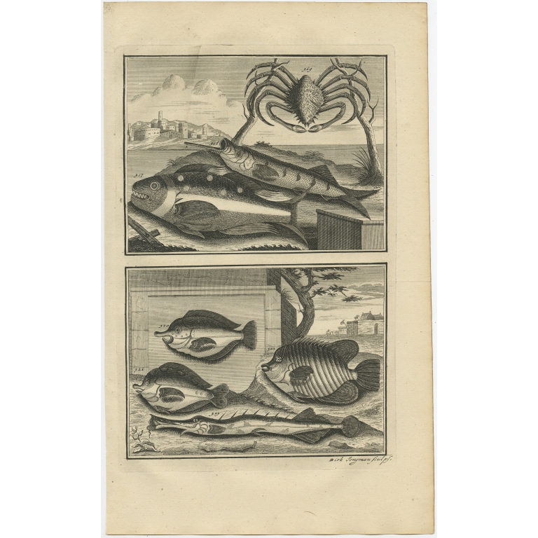 No. 317 Fish Species - Valentijn (1726)