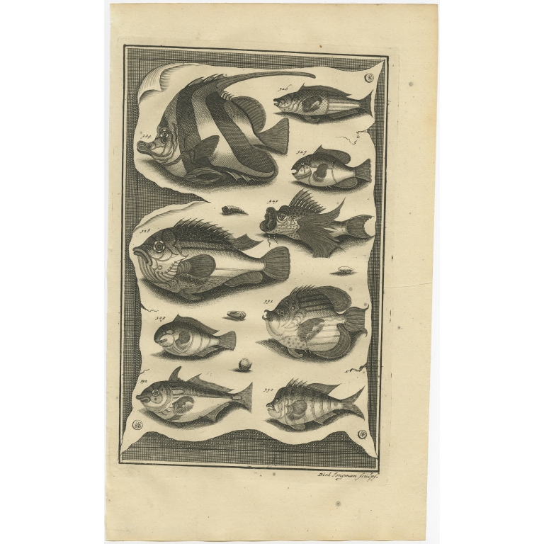 No. 324 Fish Species - Valentijn (1726)