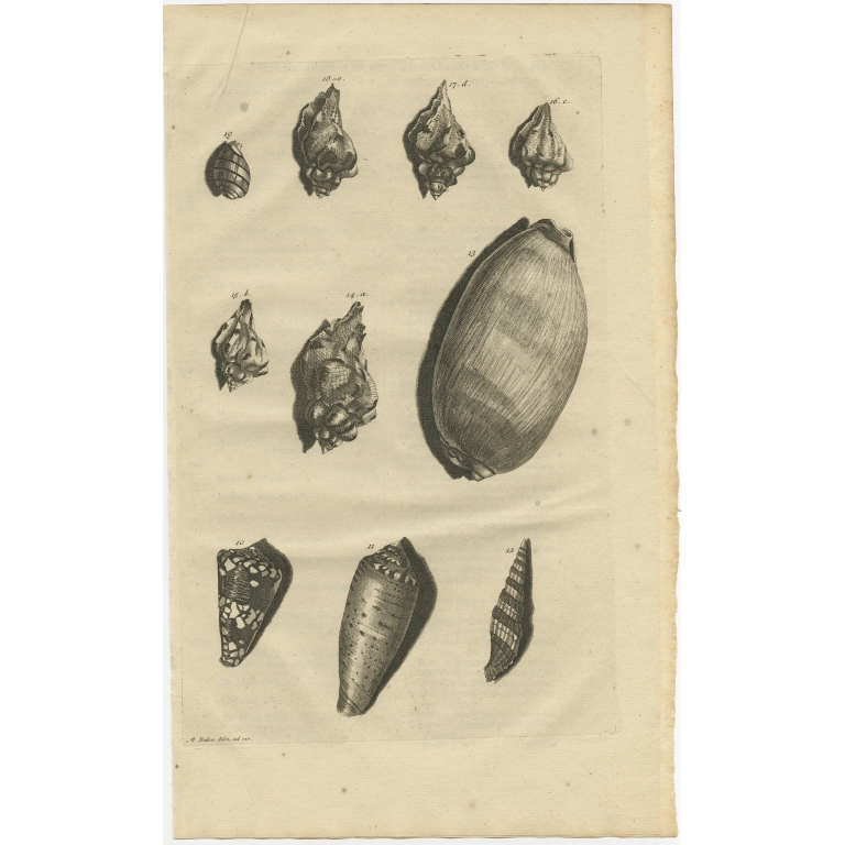 No. 10 Sea Shells - Valentijn (1726)